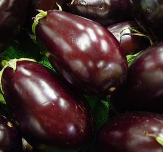 الصورة: باذنجان رومي