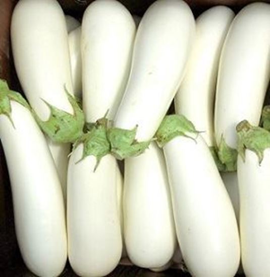 الصورة: باذنجان أبيض    