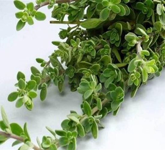 الصورة: بردقوش    