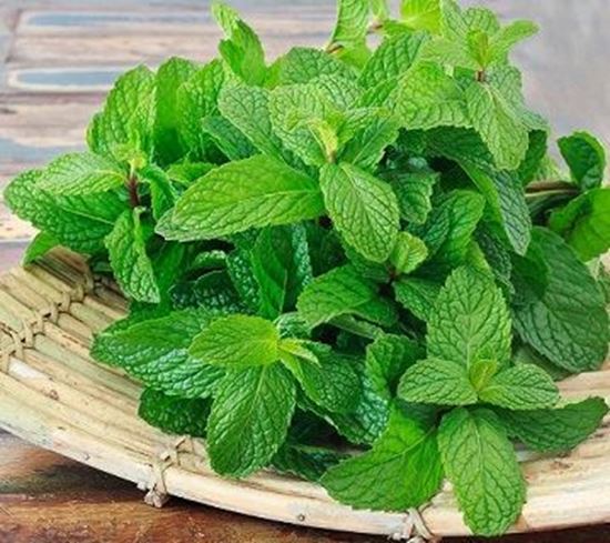 الصورة: نعناع